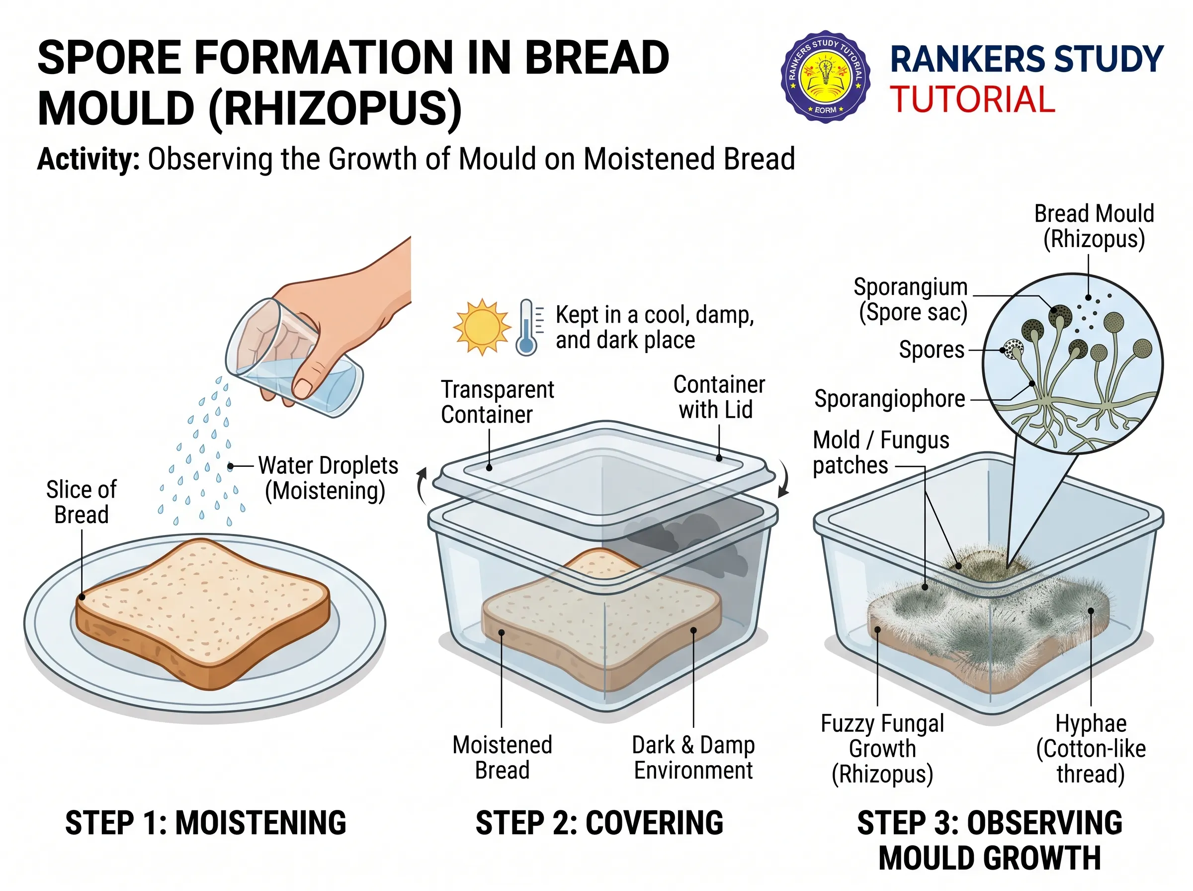 Activity 7.2 Bread Mould Spore Formation
