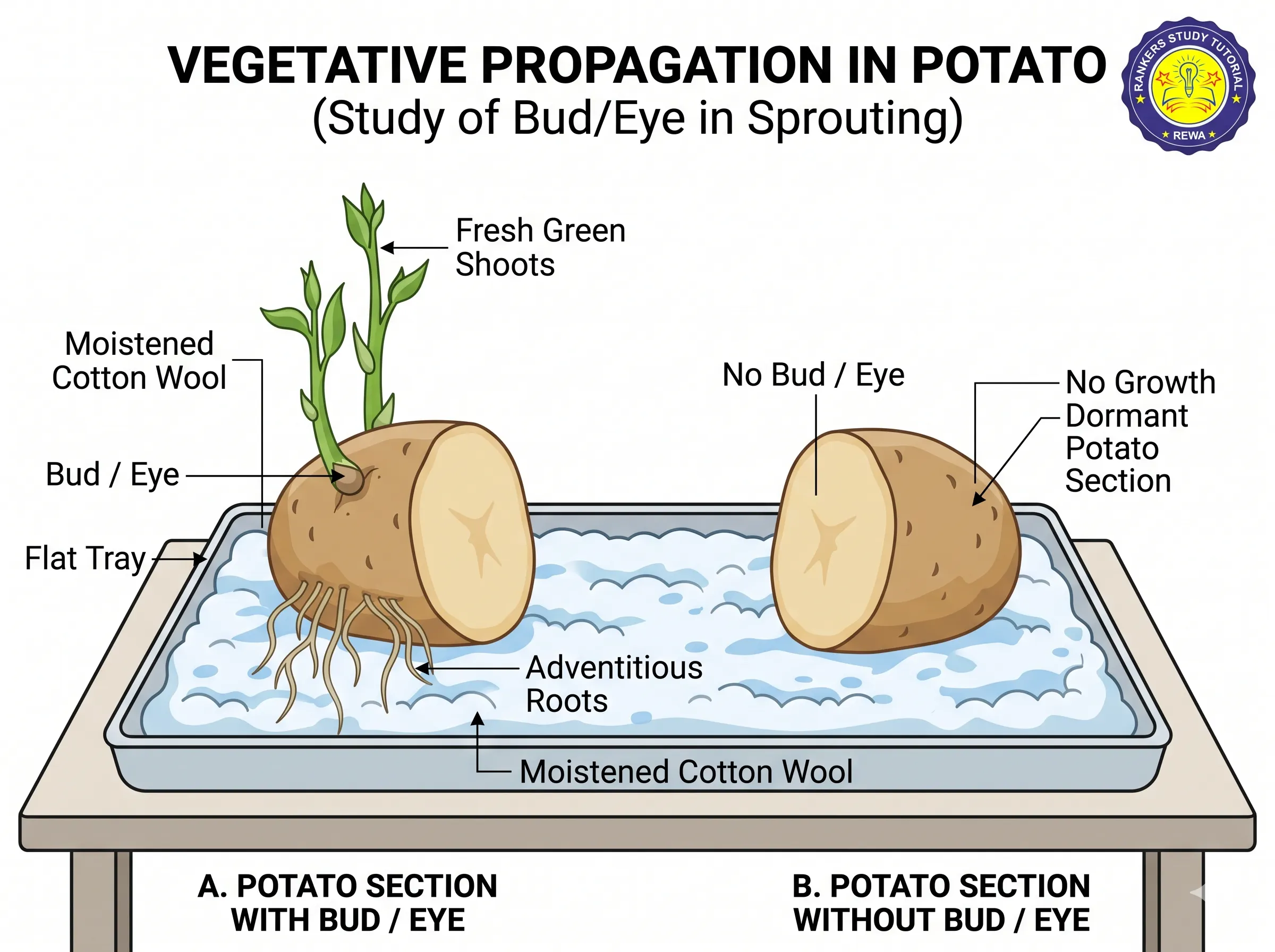 Activity 7.5 Potato Bud Sprouting