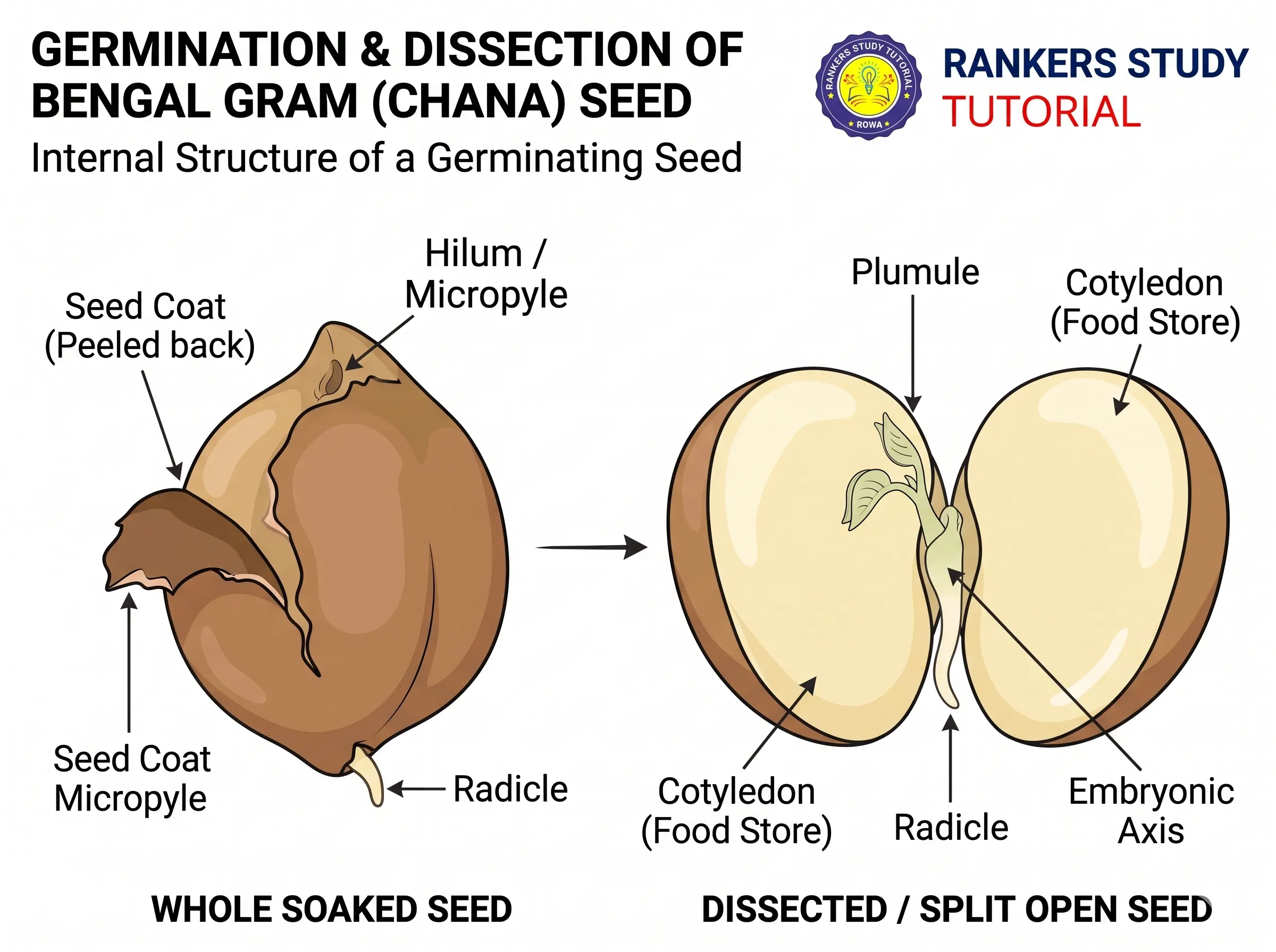 Activity 7.7 Chana Seed Dissection and Embryo Anatomy