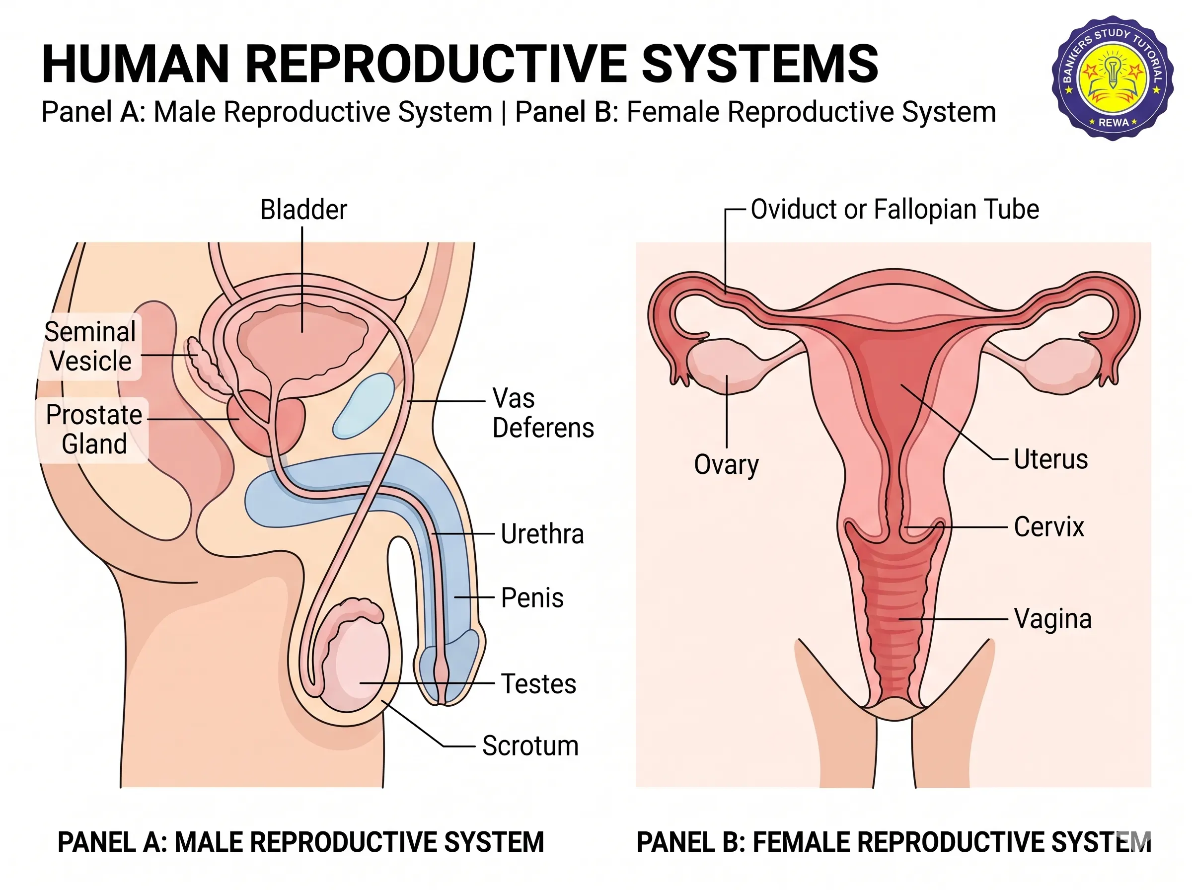 Human Male and Female Reproductive Systems Anatomy