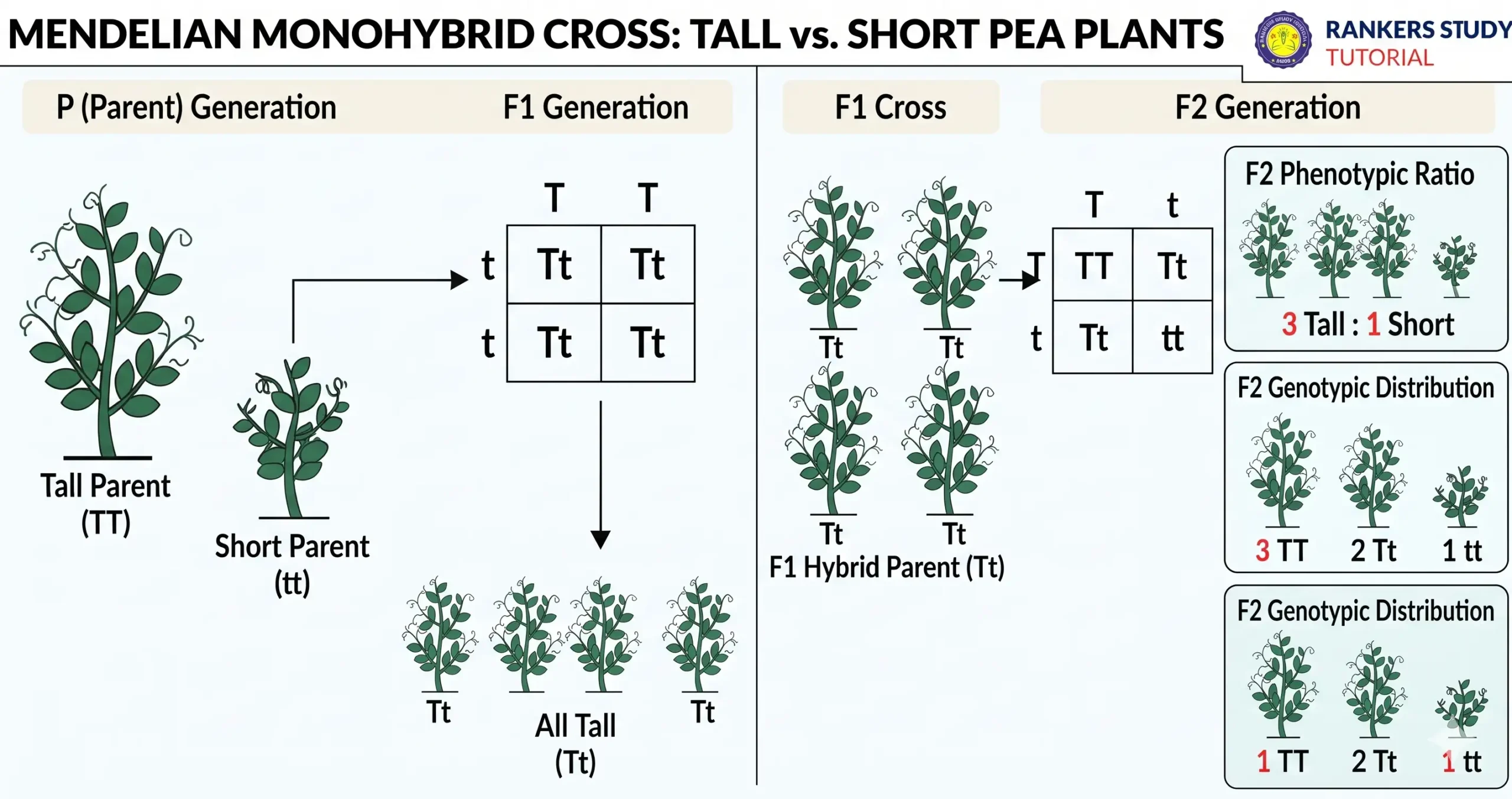 Activity 8.2 Monohybrid Cross Analysis