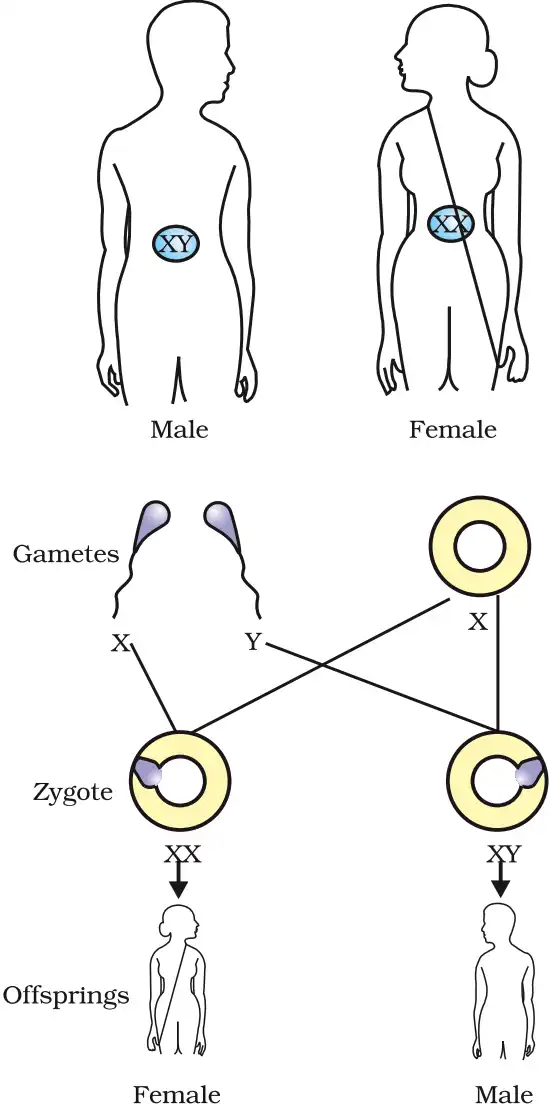 Figure 8.6 Sex Determination in Human Beings