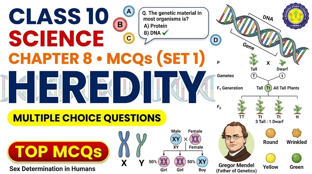 cbse class 10 science chapter 8 mcqs set 1 banner image