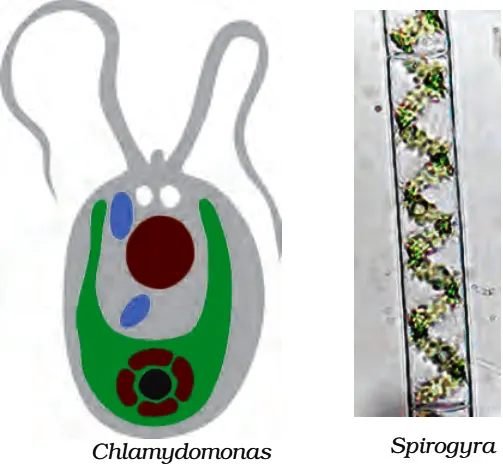 Algae Species