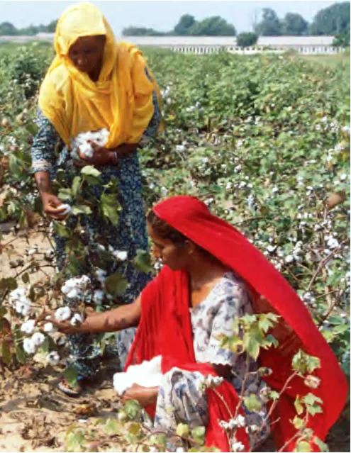 Cotton Cultivation