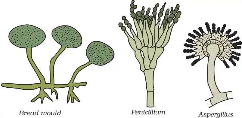 Fungi Types