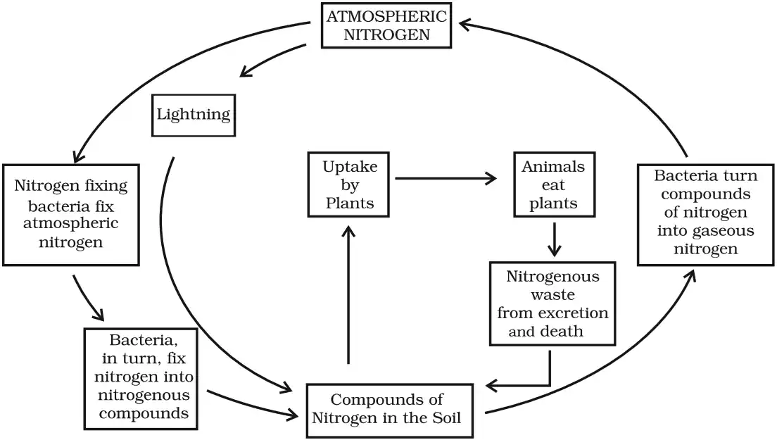 Nitrogen Cycle Diagram