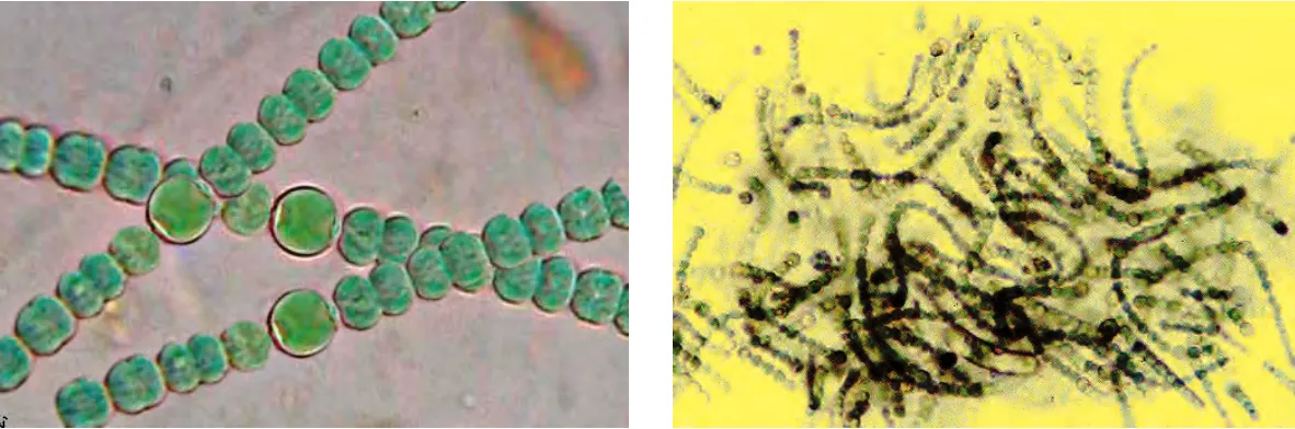 Cyanobacteria Filaments