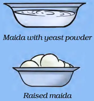 Raised Maida Dough