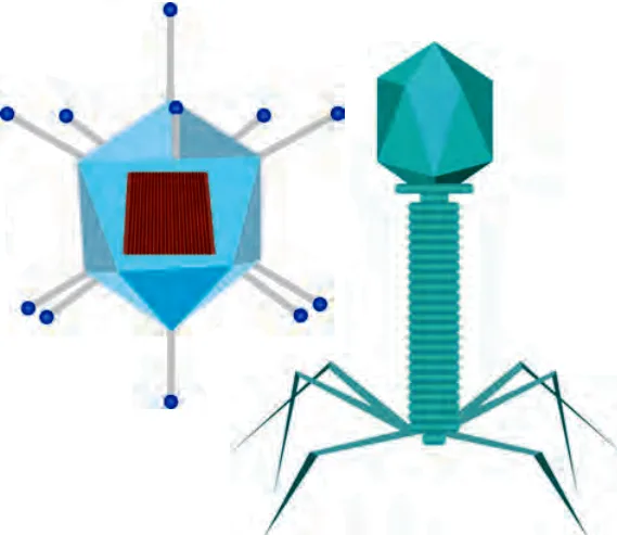 Viruses Structure