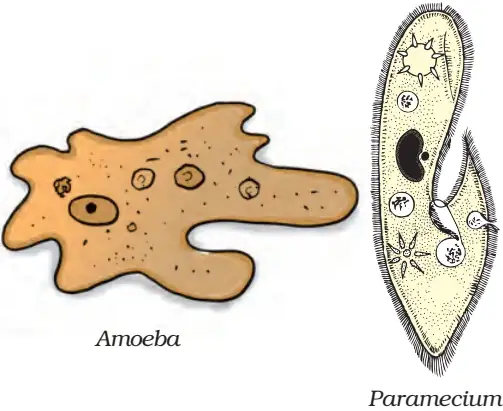 Protozoan Organisms